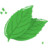 mint leaf Icon